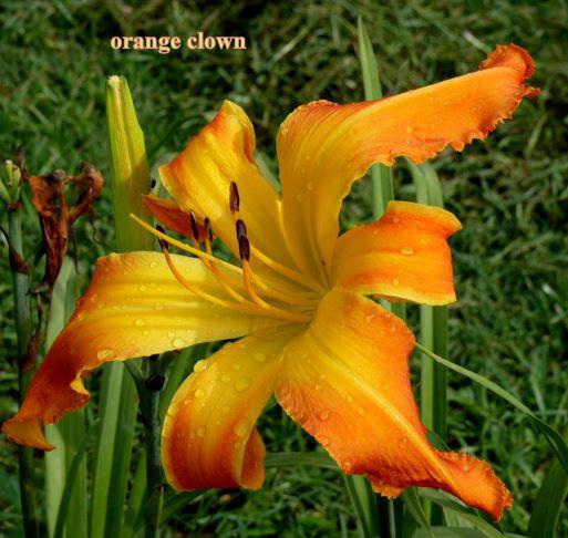 orange c